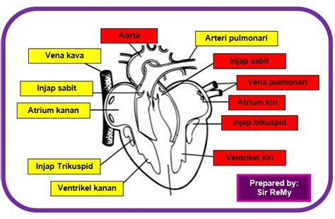 Cor) adalah sebuah rongga, rongga organ berotot yang memompa darah lewat pembuluh darah oleh kontraksi berirama yang berulang. CikGu ReMy: Quick Revision F3 - Chapter 2
