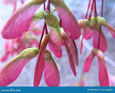 Colorful Maple Seeds Stock Image Image Of Colors Hanging 89423447