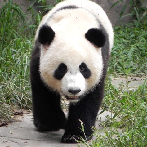 Free Download Giant Pandas Videos 2736x2736 For Your Desktop