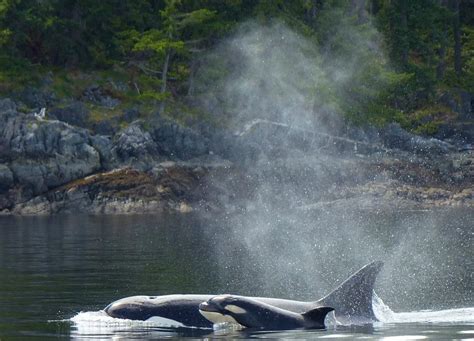 Whales And Dolphins Bc Sightings Cetacean Sightings Transient Biggs
