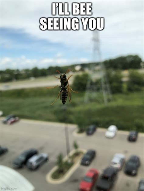 Bee Seeing You Imgflip