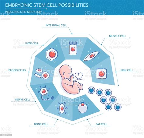 Embryonic Stem Cell Possibilities Concept Stock Illustration Download