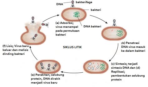 Begitu dia menemukan sel cd4 maka virus akan menempelkan reseptornya pada koreseptor sel. Siklus Hidup dan Peranan Virus - MAHKOTA SAINS