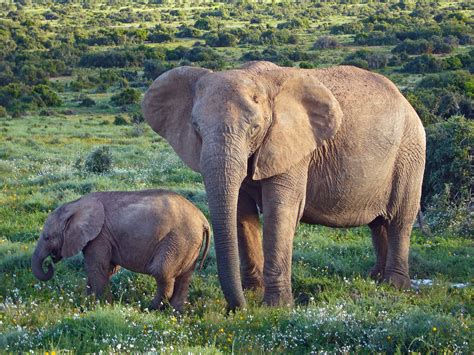 File African Bush Elephants  Wikimedia Commons
