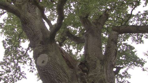 bbc one countryfile 05 09 2010 ellie harrison discovers a 900 year old oak tree