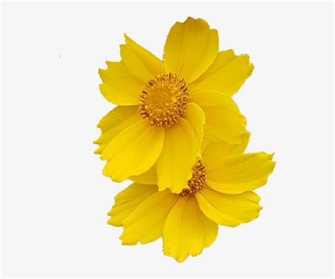 Download Transparent Demo Flower Photo Without Background Transparent