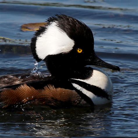 Hooded Merganser Duck Diving And Swimming Underwater Project Noah