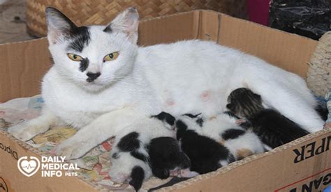 حكم فصل صغار القطط عن الأم