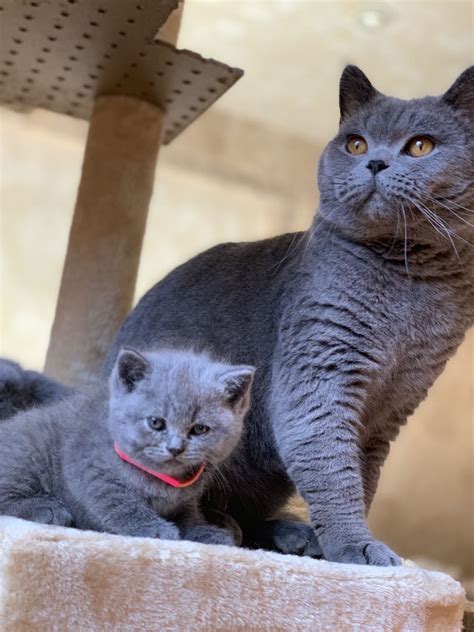 K from june 20, 2020. British Shorthair Cats For Sale | Memphis, TN #286266