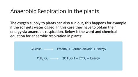 Balanced Chemical Equation For Anaerobic Respiration In Plants My XXX