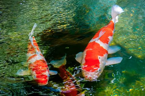 Japanese Garden With Koi Fish Stock Photo Download Image Now Pond Koi