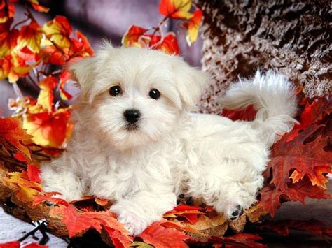 Cute Baby Animal Wallpapers - Wallpaper Cave