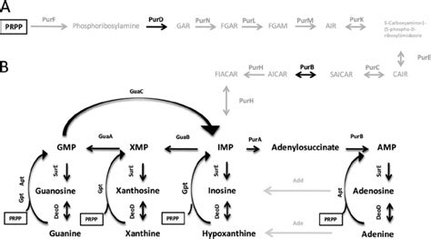 The Purine Nucleotide Biosynthesis Pathway Homologs In E Coli And H