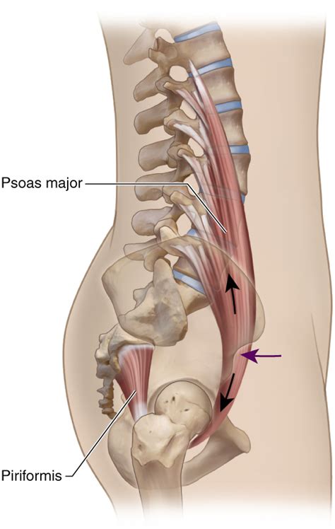 It serves two main functions: kinesiology Archives - Learn Muscles