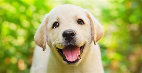 Great savings & free delivery / collection on many items. 'Yes, He's a Happy Dog' Proven by Science - The Atlantic