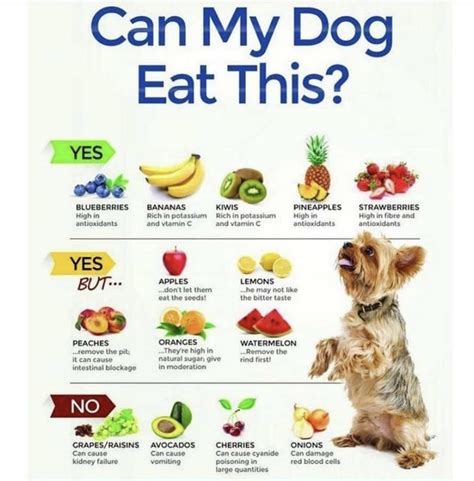 The Right Eating Habits For Your Dog Henas Blog For Paws