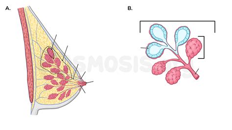 Anatomy Of The Breast Osmosis