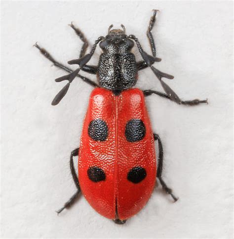 The Ladybug Imposter Unmasked Featured Creature