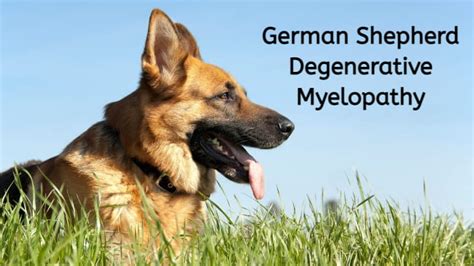 The Truth About German Shepherd Degenerative Myelopathy