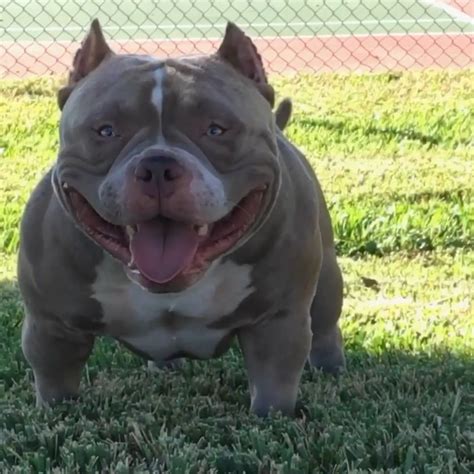 Venom meets 2x casablanca #venomline www.venomlinebullies.com. Louis V Line's Venom | V lines, Bullying, Source magazine