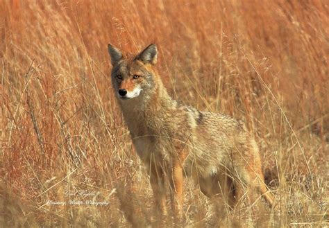 Plains Coyote 5 Photograph By Gail Huddle Pixels