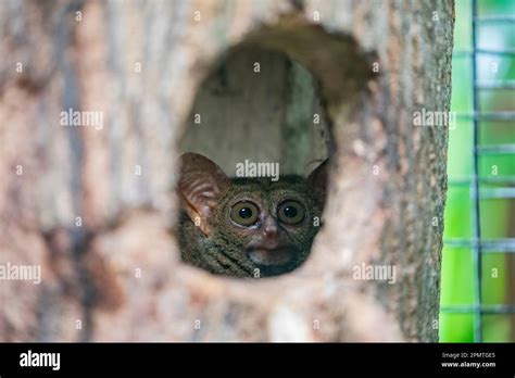 The Closeup Image Of Philippine Tarsier Carlito Syrichta It Is A Species Of Tarsier Endemic
