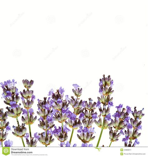 Lavender Isolated On White Stock Image Image Of