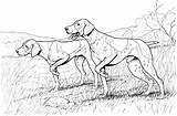 Dogs Coloring Pointer Dog Hound Breed sketch template