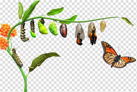 Monarch Butterfly How Caterpillars Turn Into Butterflies Metamorphosis