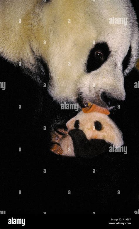 Mother Giant Panda Massaging Cub By Licking Wolong Nature Reserve