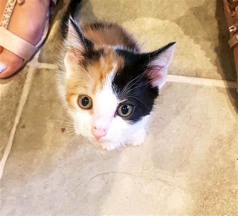 Rare Ginger Orange Black White Girl Female Kitten Cat In