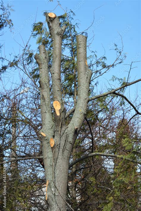 Very Bad Tree Pruning Common Pruning Mistake Cutting Tree Branches