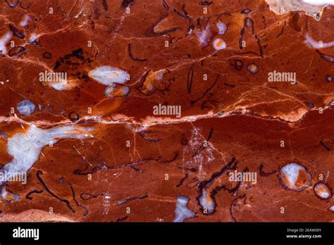 Limestone Fossils Hi Res Stock Photography And Images Alamy