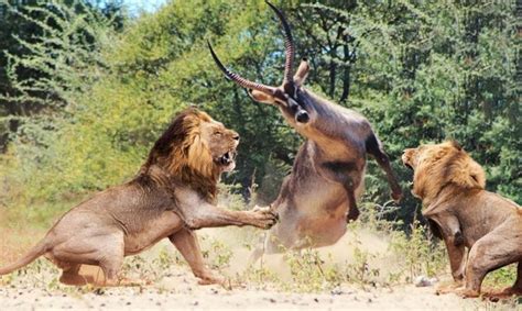 Most Brutal Moments Of Wild Animal Fights Caught On Camera