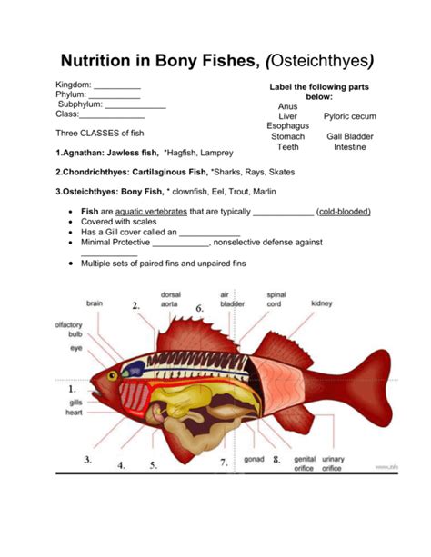 Internal Anatomy Of A Bony Fish
