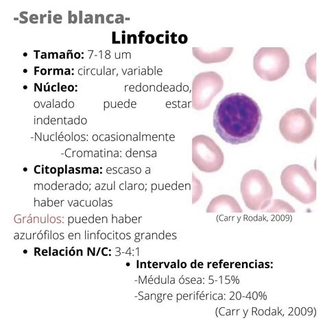 Linfocito Hematolog A Libros De Histologia Notas De Biolog A