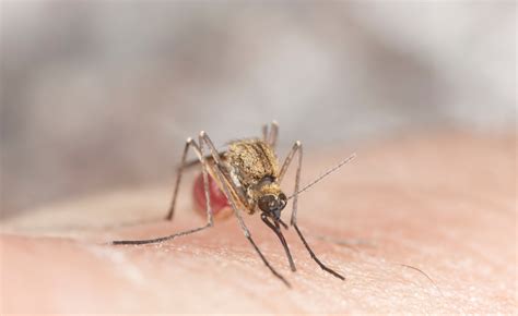 How To Treat Mosquito Bites Ehrlich Pest Control