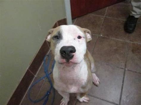 Pit Bull Terrier Mickey Adopted Medium Young Male For Sale