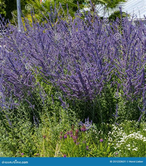 Russian Sage Perovskia Atriplicifolia Lamiaceae Stock Image Image Of