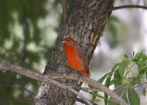 Red Birds In Texas Picture And Id Guide Bird Advisors