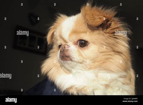 Japanese Chin Chihuahua Dog Looking Alert Stock Photo Alamy