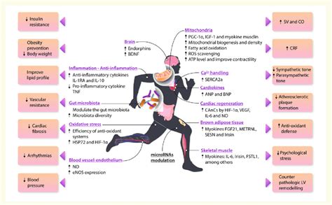 Endurance Exercise Related Pivotal Mechanisms Physiological