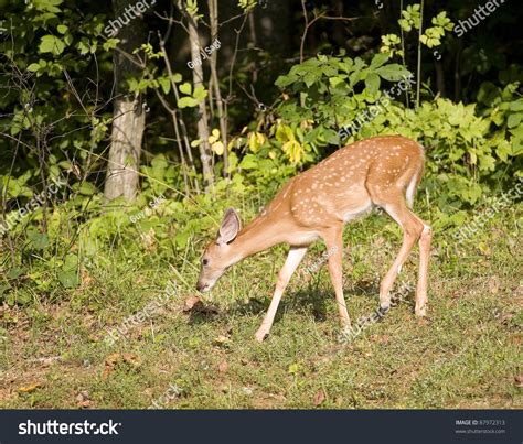 Still Spots This Whitetail Deer Fawn Stock Photo 87972313 Shutterstock