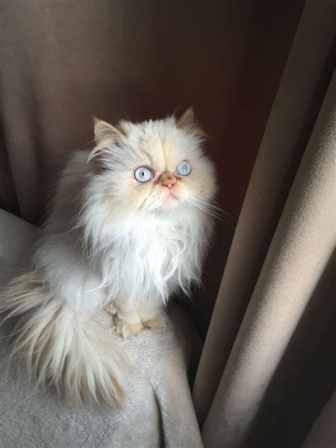 Himalayan Cats For Sale Chicago IL 246179 Petzlover