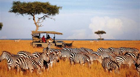 7 Days Masai Mara Lake Naivasha Nakuru Amboseli Safari Aman