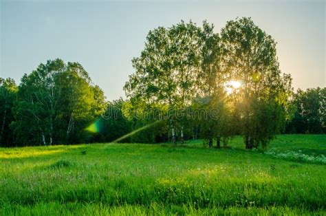 Meadow Covered With Green Lush Grass Stock Photo Image Of Forest