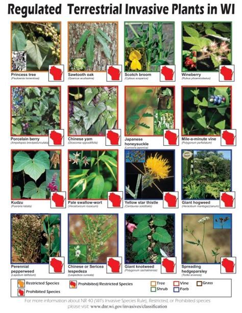 Regulated Terrestrial Invasive Plants In Wi Wisconsin Department