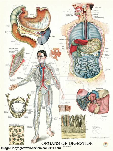 This is an online quiz called organs of the human torso. Digestive System Organs Anatomy Poster - Clinical Charts and Supplies