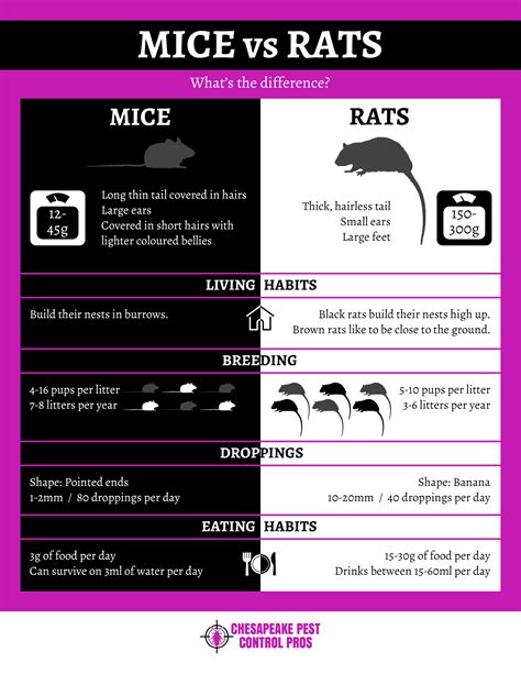 Telling The Difference Between Mice And Rats Infographic