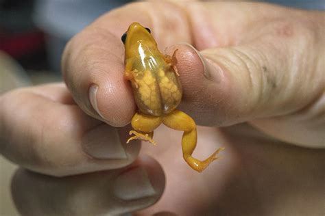 Pregnant Golden Mantella Frog Cute Reptiles Frog Cute Frogs